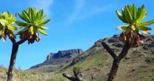 destination mount elgon